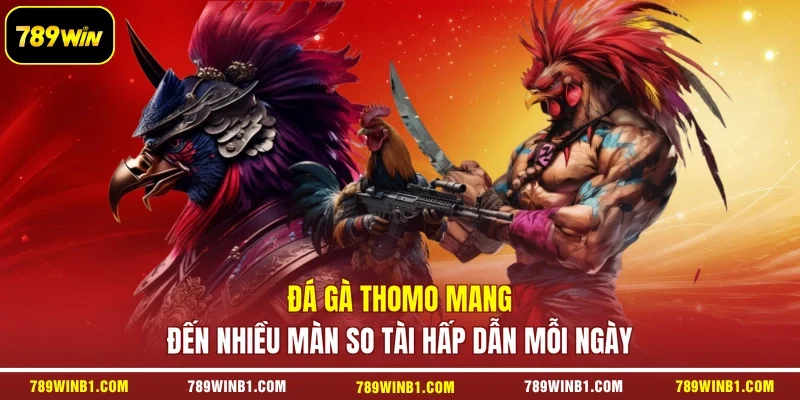 Đá Gà Thomo Mang Đến Nhiều Màn So Tài Hấp Dẫn Mỗi Ngày