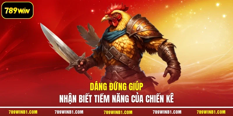 Dáng đứng giúp nhận biết tiềm năng của chiến kê
