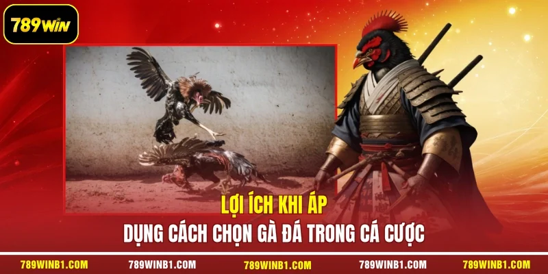 Lợi ích khi áp dụng cách chọn gà đá trong cá cược