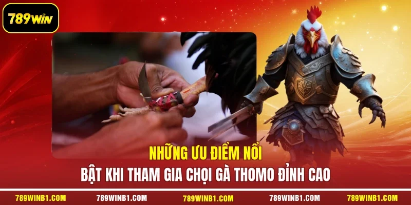 Những ưu điểm nổi bật khi tham gia chọi gà Thomo đỉnh cao